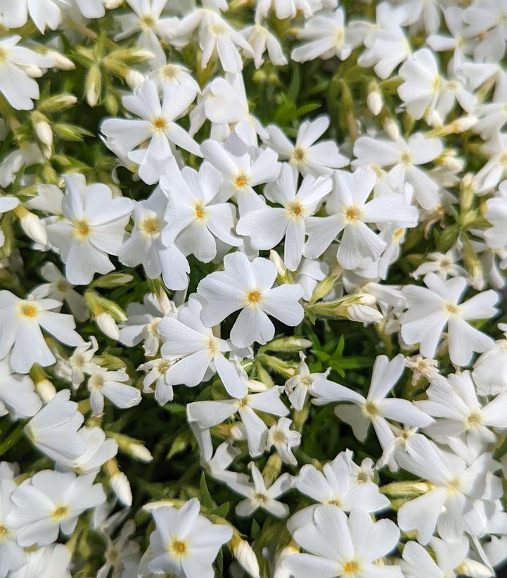Phlox subulata Spring White