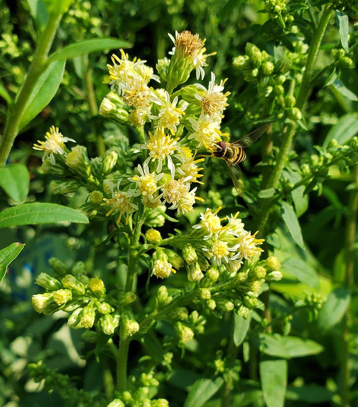 Solidago bicolor 