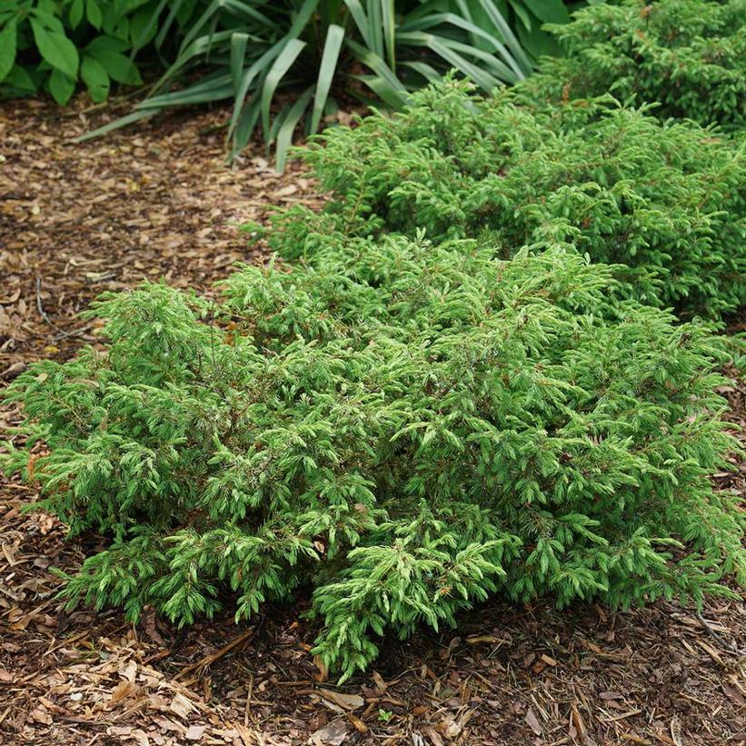 Juniperus communis Tortuga™