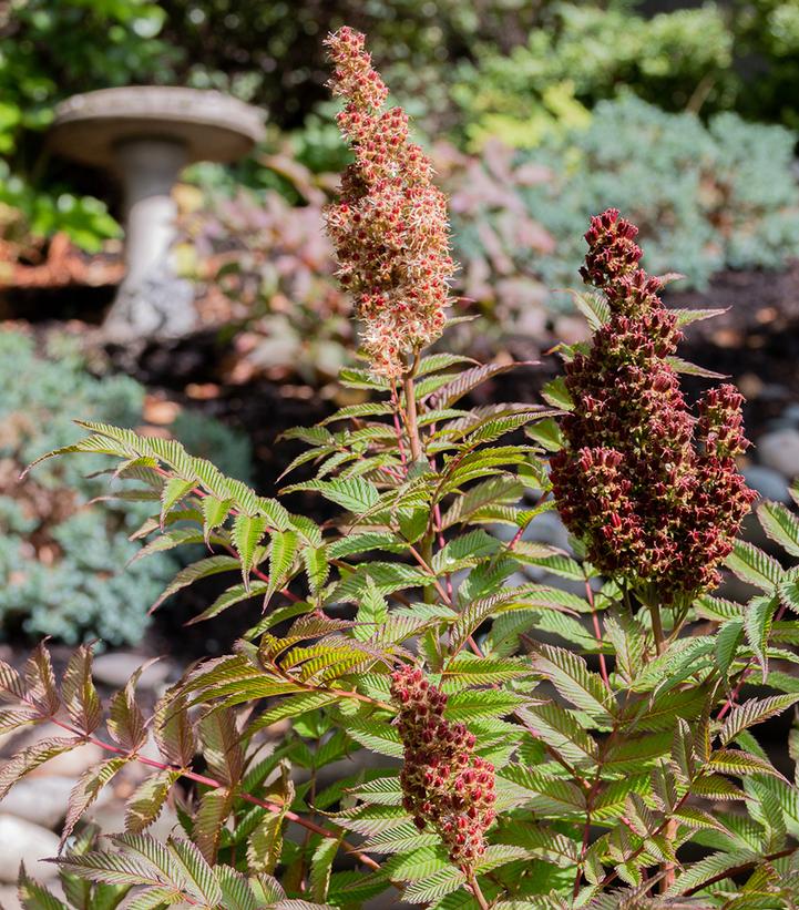 Sorbaria sorbifolia Cherry on Top™