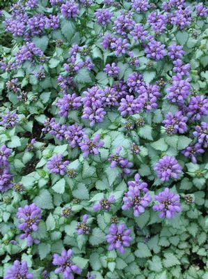 Lamium 'Purple Dragon'