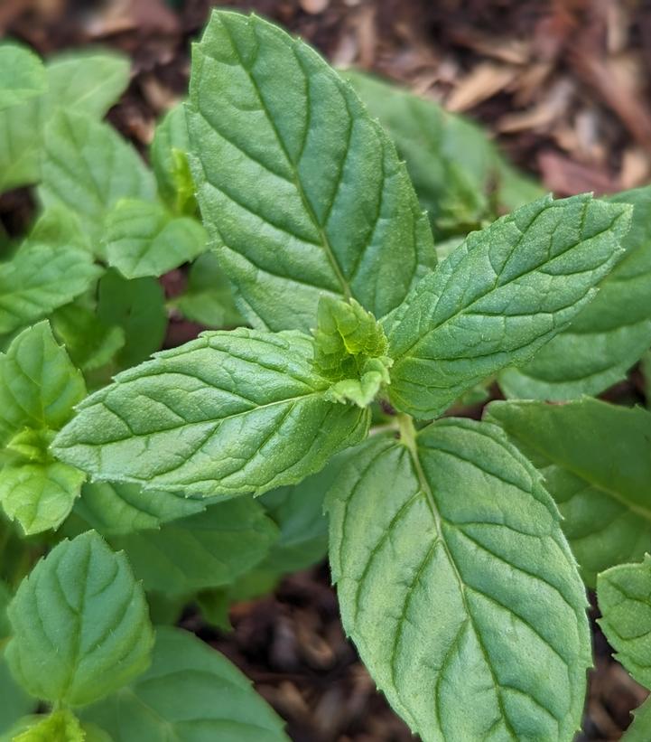 Mentha spicata 