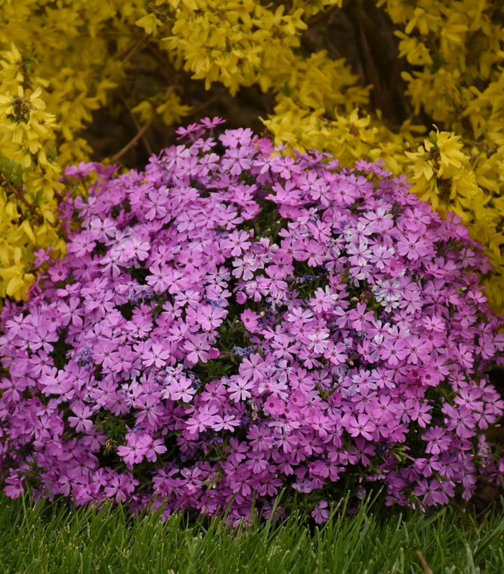 Phlox x 'Rocky Road Pink'