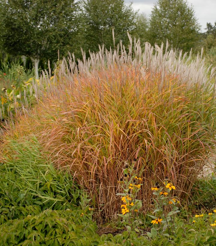 Miscanthus sinensis Purpurescens