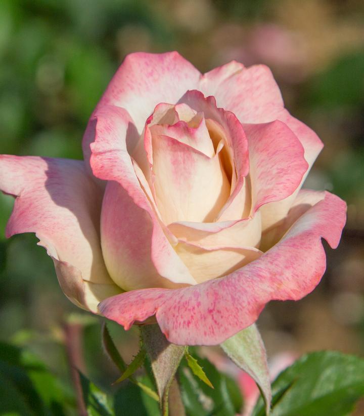 Rosa Pinkerbelle™