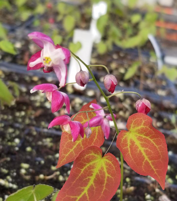 Epimedium x rubrum 'Galadriel'