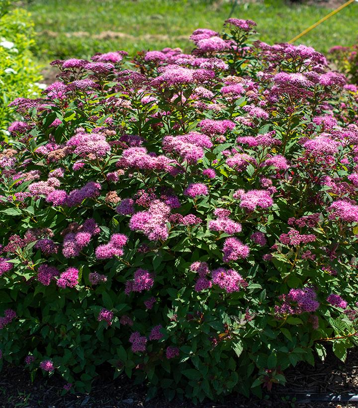 Spiraea Empire® Ice Dragon™