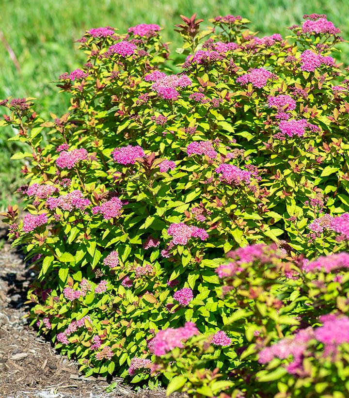 Spiraea japonica Empire® Northern Lights™