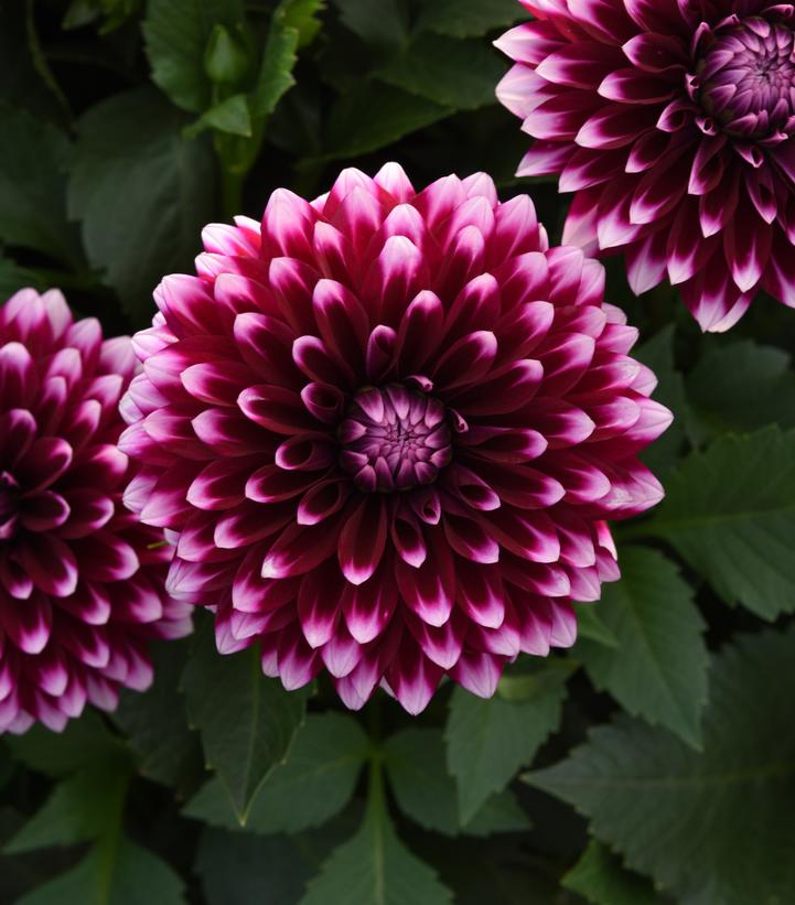 Dahlia Dalaya® Purple White