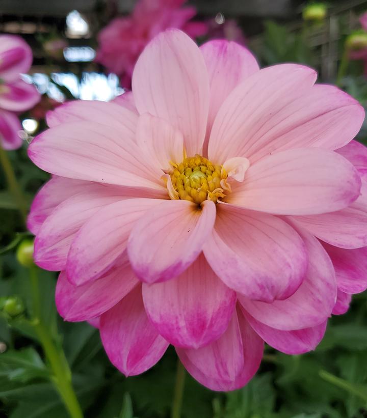 Dahlia Dalaya® Pink White