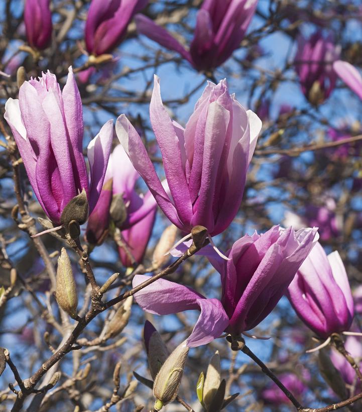 Magnolia liliflora 'Betty'