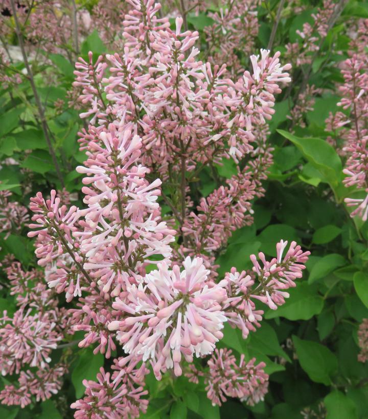 Syringa patula Dream Cloud™