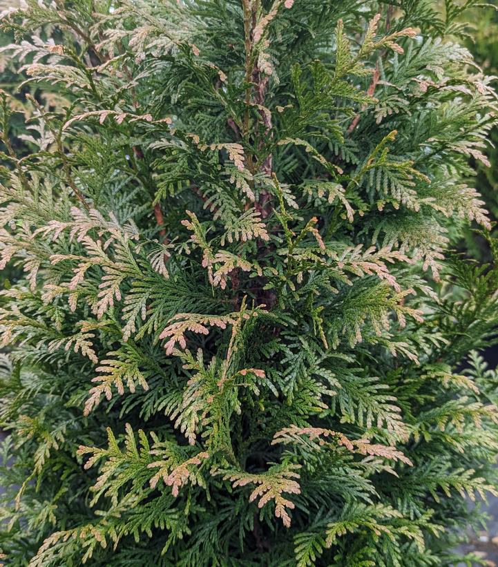 Thuja plicata 'Northern Spire'