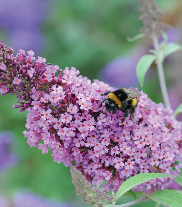 Buddleia Buzz 'Soft Pink'