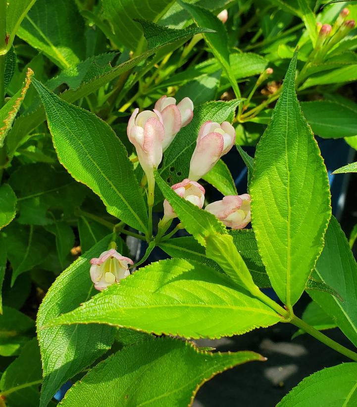 Weigela Peach Kisses™