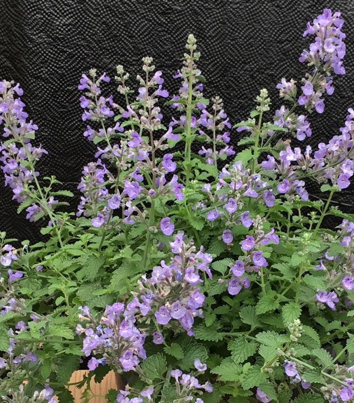 Nepeta faassenii SylvesterBlue™