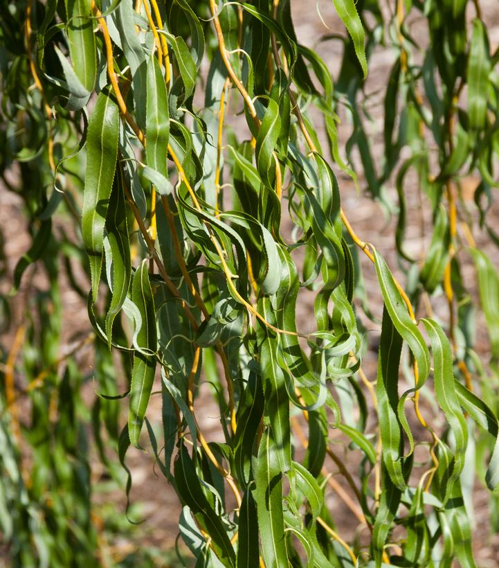 Salix matsudana 'Golden Curls'