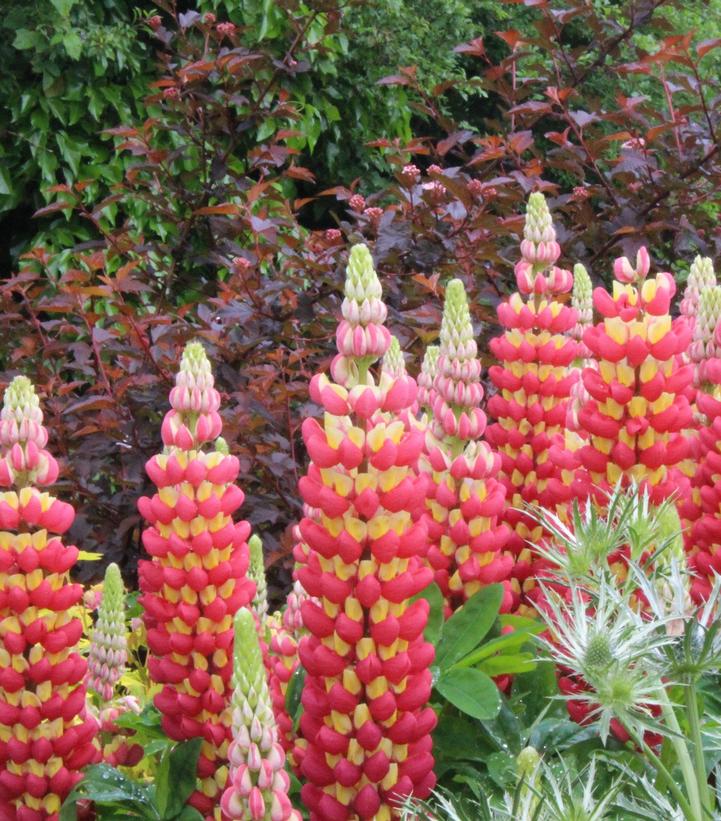 Lupinus polyphyllus Westcountry™ 'Tequila Flame'