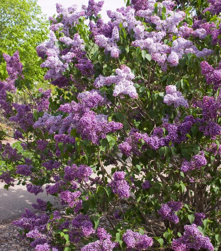 Sringa vulgaris 'Albert F Holden'