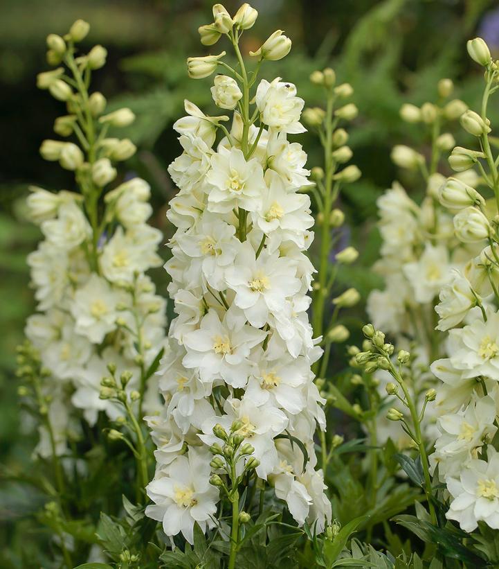 Delphinium Delgenius™ 'Neva'