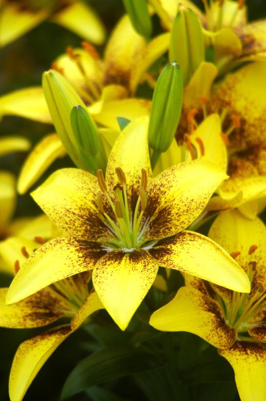 Lilium asiatic 'Hot-Spot Yellow'
