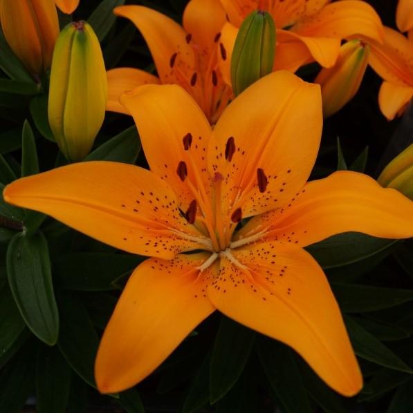 Lilium asiatic Fantasiatic Peach