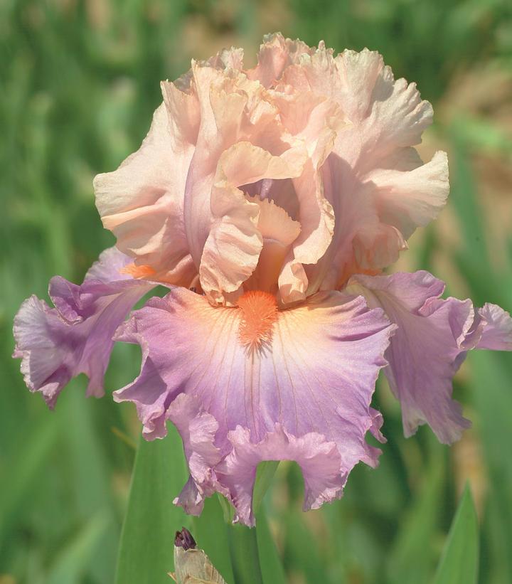Iris germanica 'Discovered Treasure'