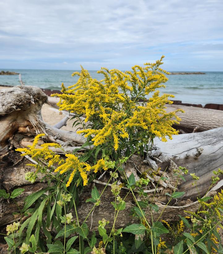 Solidago sempervirens 