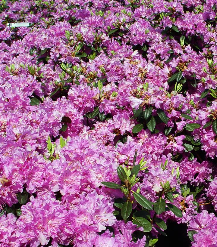 Rhododendron Olga Mezitt