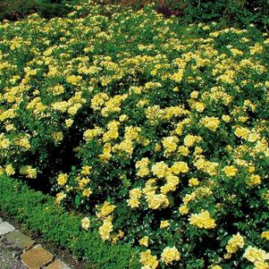 Rosa Flower Carpet- Yellow