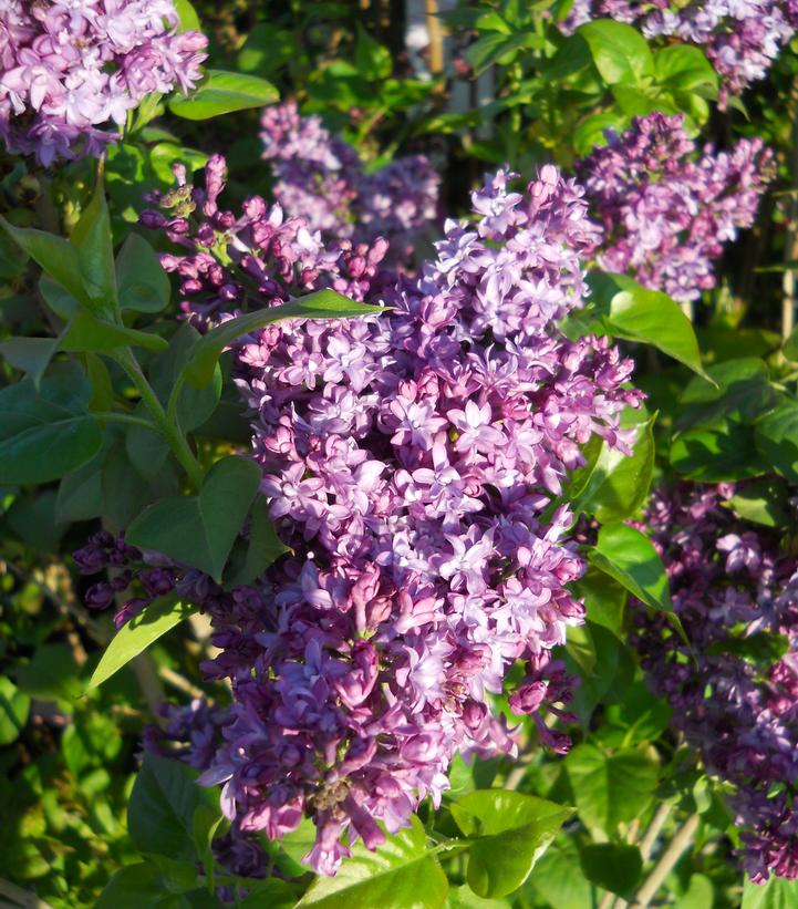 Syringa X hyacinthiflora Purple Glory