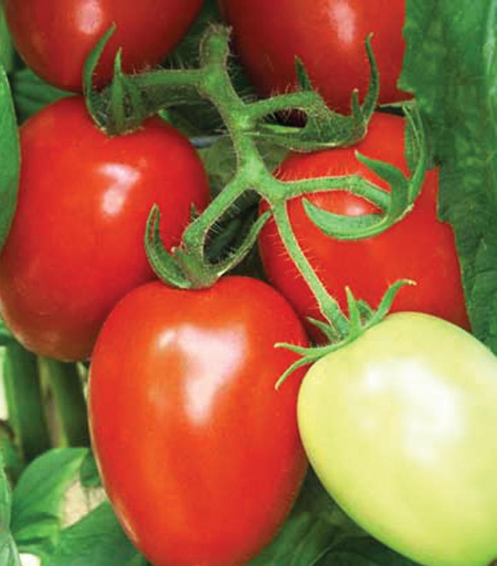 Tomato Viva Italia