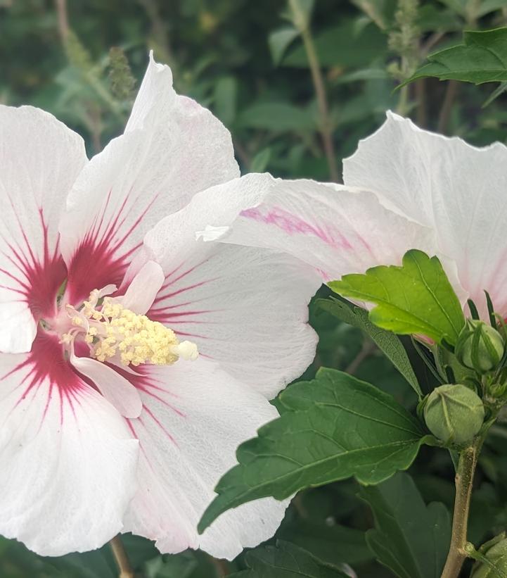 Hibiscus syriacus Fiji™