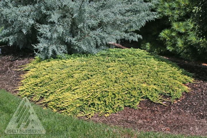 Juniperus horizontalis Golden Carpet