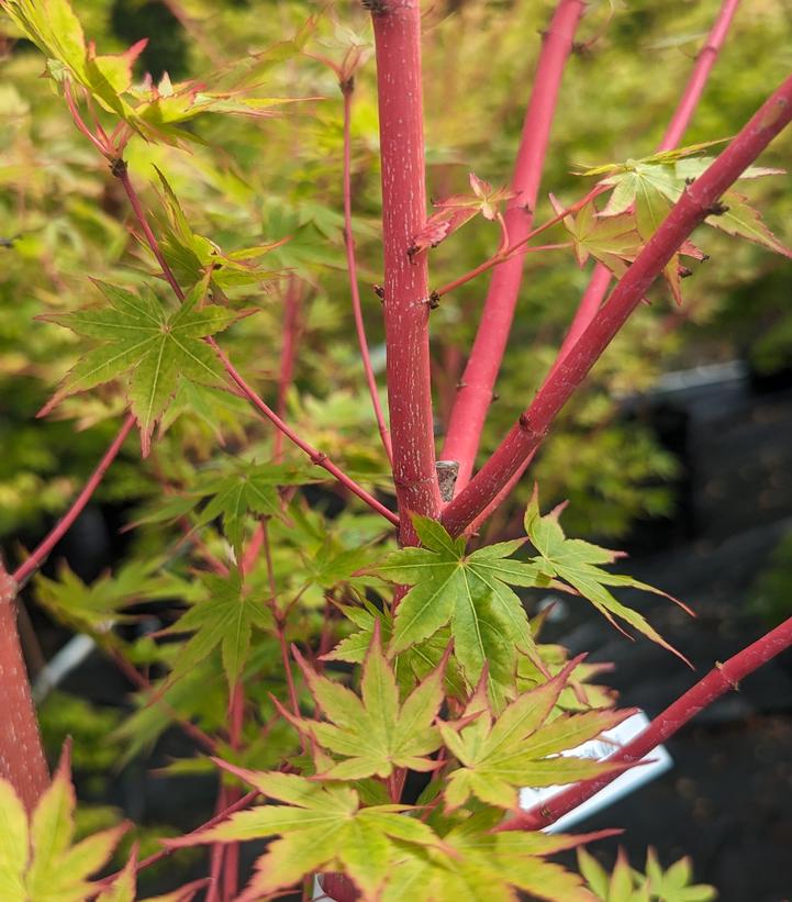 Acer palmatum Sango Kaku