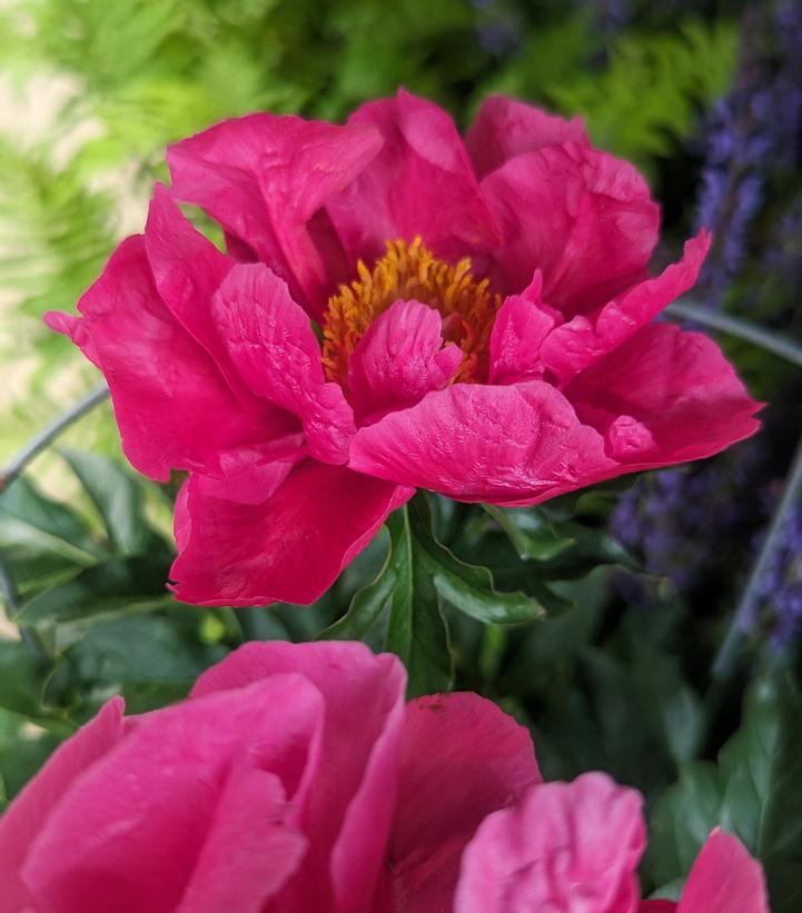 Paeonia lactiflora Paula Fay