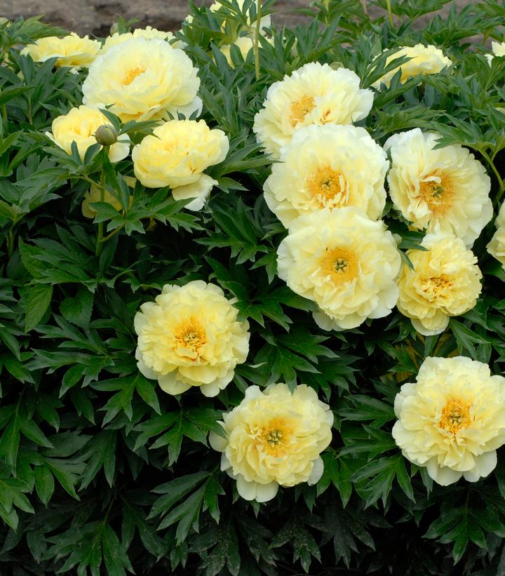 Paeonia 'Bartzella'