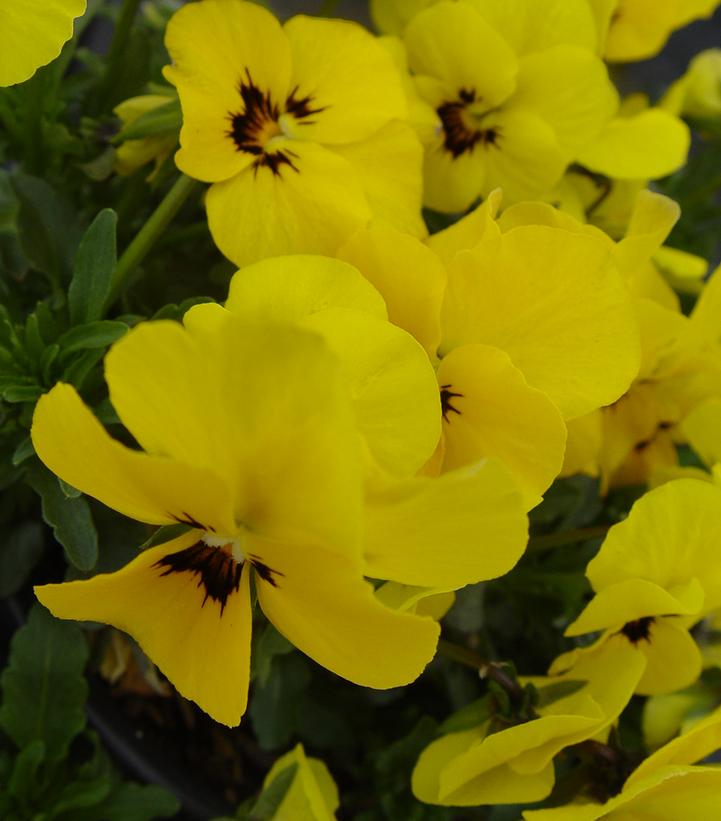 Viola Penny™ Yellow Blotch