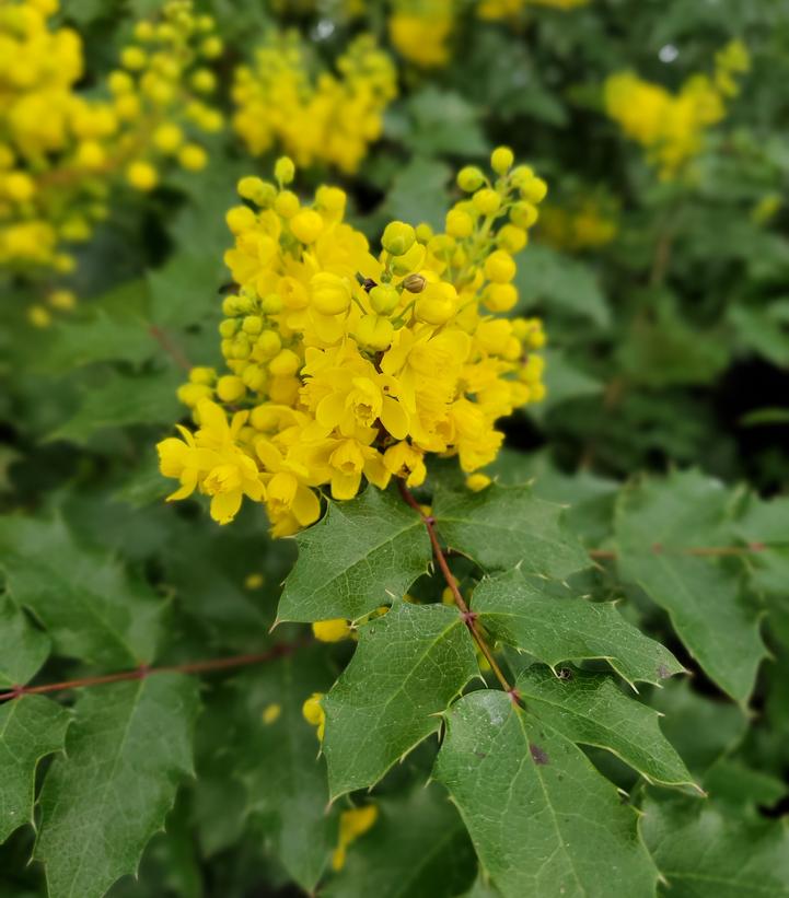 Mahonia aquifolia 