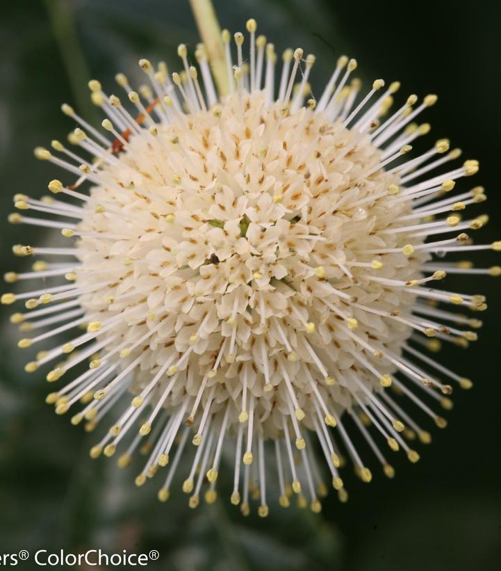 Cephalanthus occidentalis Sugar Shack®