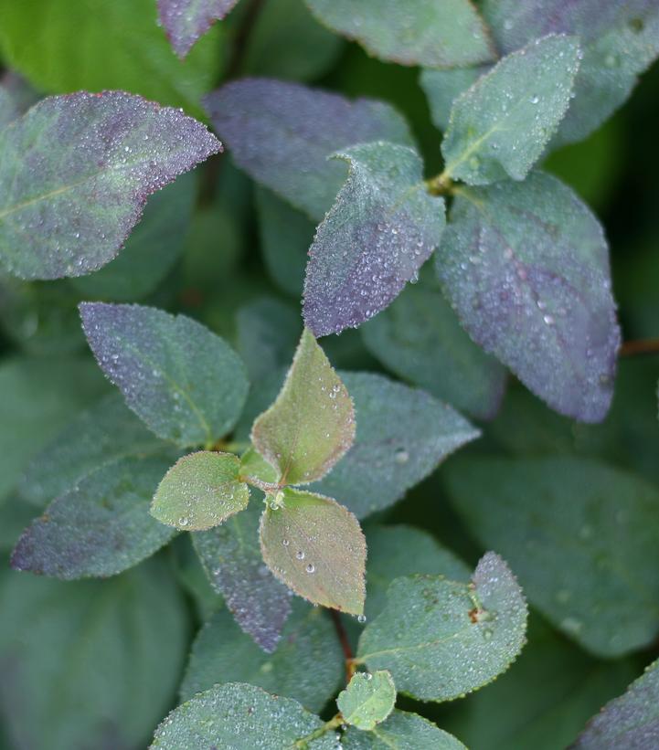 Spiraea media Double Play® Double Play® Blue Kazoo®