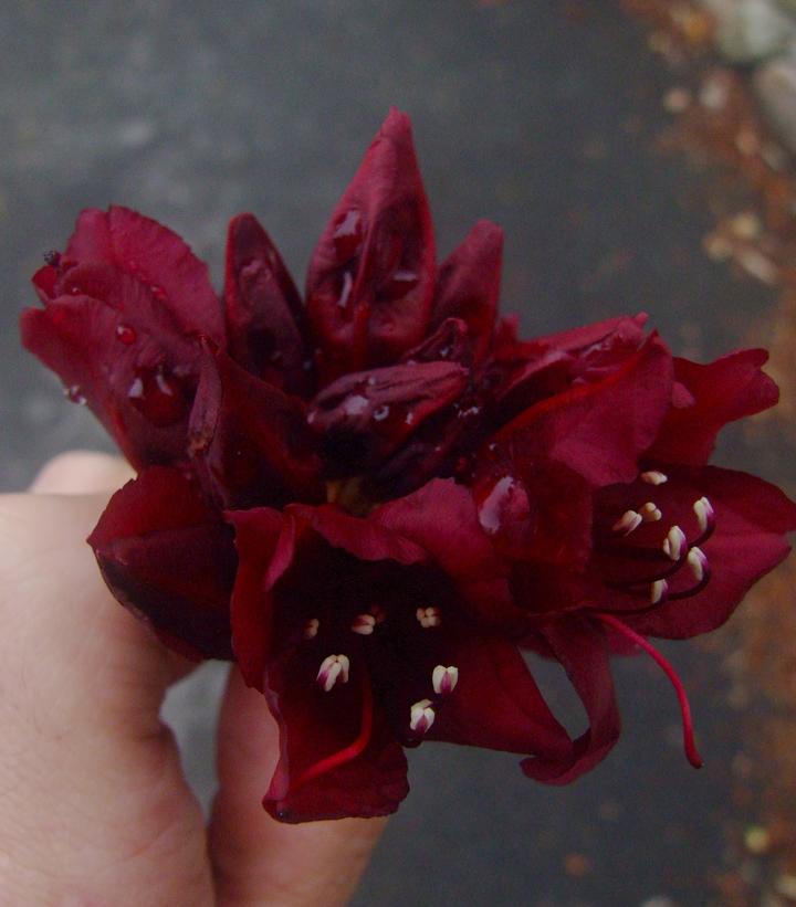 Rhododendron Dark Lord