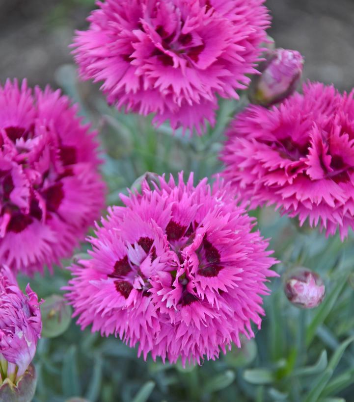 Dianthus hybrid Fruit Punch® 'Spiked Punch'
