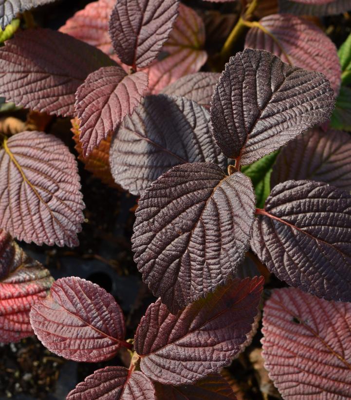 Viburnum plicatum Opening Day™