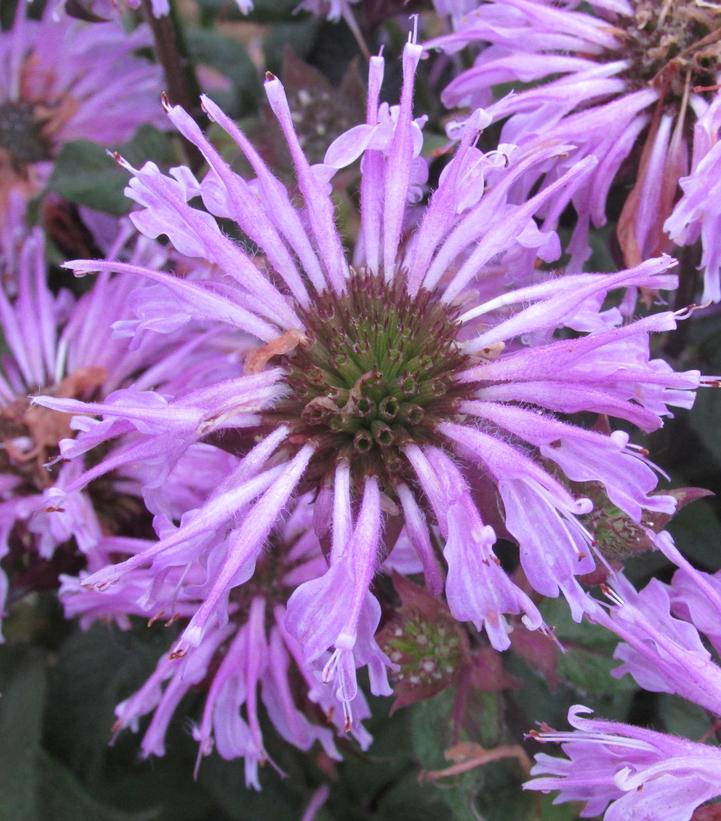 Monarda Sugar Buzz® 'Blue Moon'