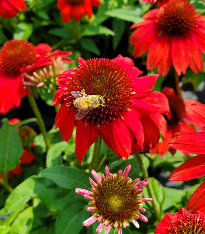 Echinacea Sombrero® Salsa Red