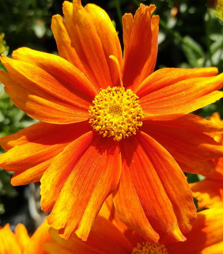 Coreopsis Li'l Bang™ 'Darling Clementine'