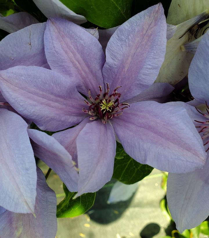 Clematis Bernadine™