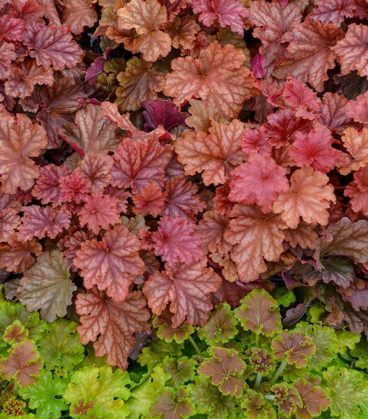 Heuchera hybrid Primo™ 'Peachberry Ice'