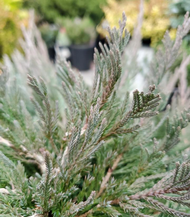 Juniperus horizontalis 'Bar Harbor'